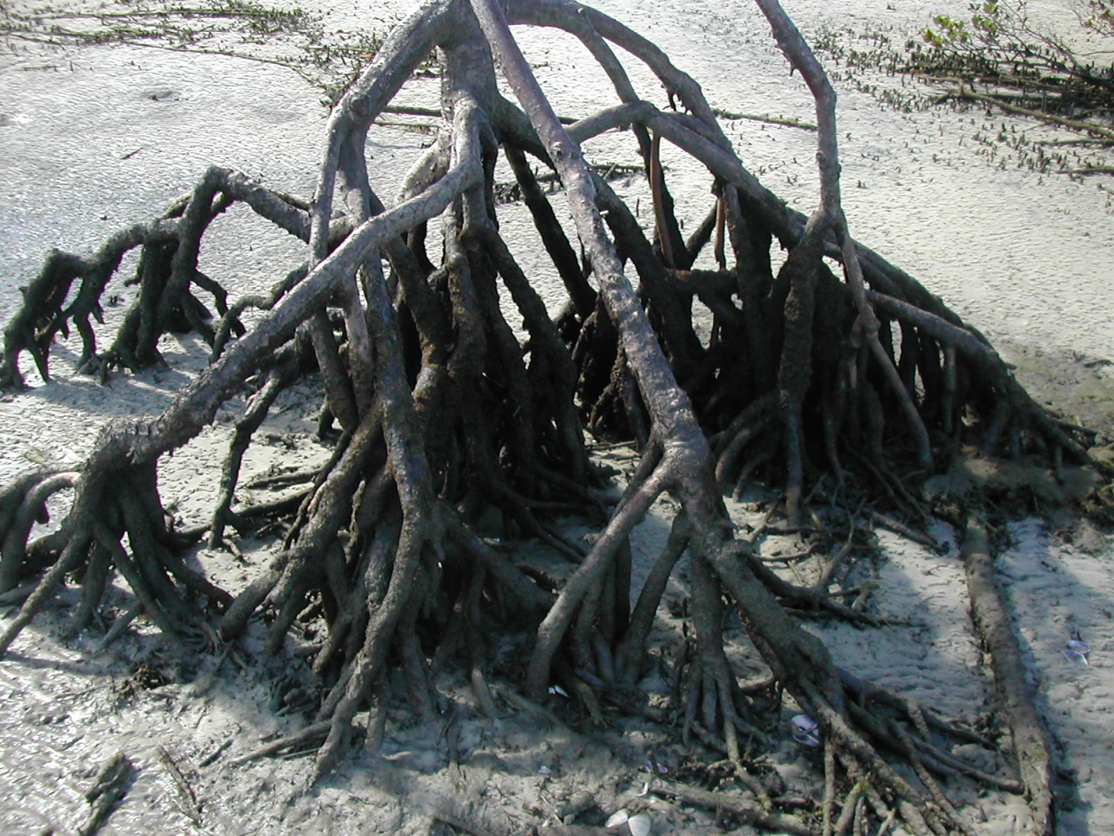 Rhizophora stylosa roots